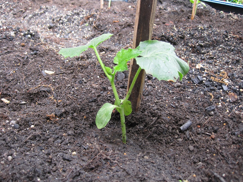夏野菜の苗植えとひまわりの種まき 菱野幼稚園